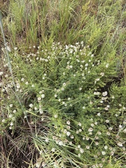 Dalea multiflora, photograph (c) Sam Kieschnick, some rights reserved (CC BY)