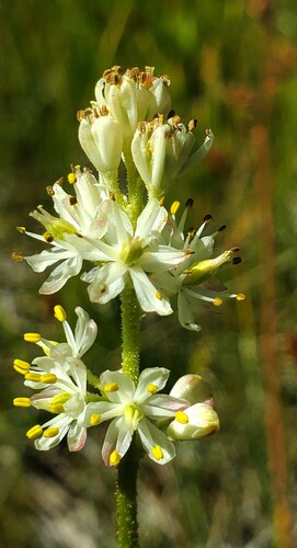 iNaturalist observation photo of western false asphodel