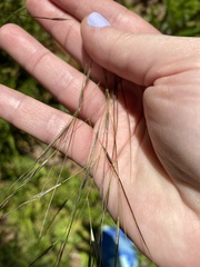 Piptochaetium avenaceum