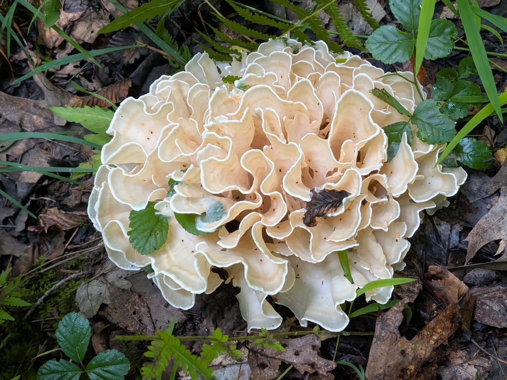 Eastern cauliflower mushroom · July 2026 · photo: Photo: (c) Michael and Antoni Hinczewski, some rights reserved (CC BY) · iNaturalist