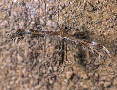 Dejongia lobidactylus
