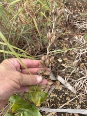 Penstemon cobaea, photograph (c) Sam Kieschnick, some rights reserved (CC BY)