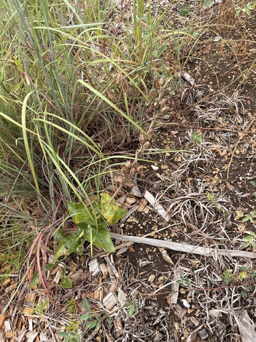 Penstemon cobaea, photograph 3