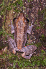 Pristimantis altamazonicus