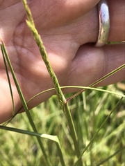 Agrostis pallens
