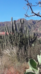Trichocereus bridgesii