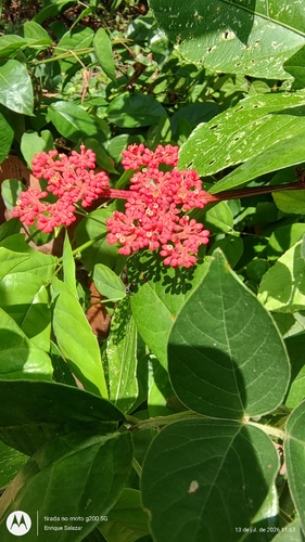 Cissus erosa
