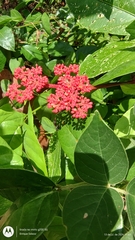 Cissus erosa
