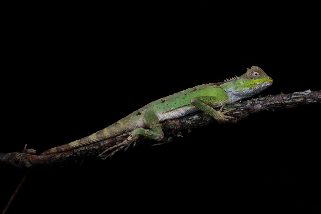 Scale-bellied Tree Lizard