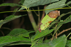 Pterochroza ocellata