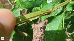 Cissus erosa, photograph (c) Enrique Salazar, some rights reserved (CC BY)