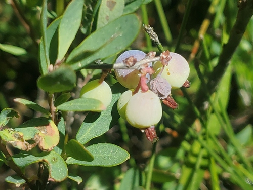 iNaturalist observation photo of bog bilberry