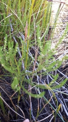 Cliffortia subsetacea