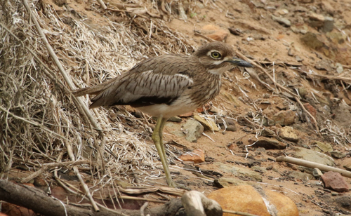 iNaturalist image