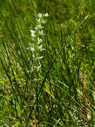 iNaturalist observation photo of Sierra Bog Orchid