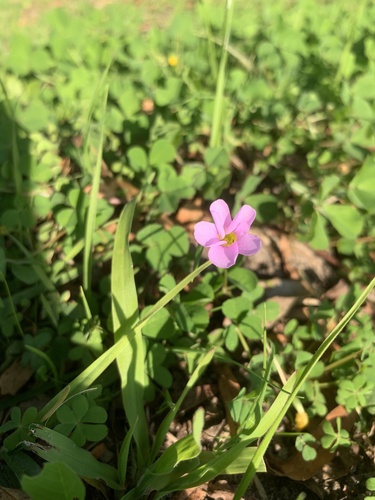 Oxalis caprina, photograph 3