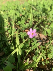 Oxalis caprina, photograph (c) Dave Richardson, some rights reserved (CC BY)