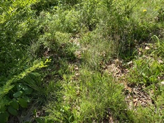 Piptochaetium avenaceum