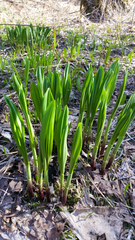 Allium microdictyon