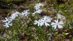 Phlox bifida