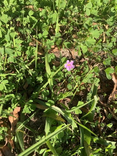 Oxalis caprina, photograph 4