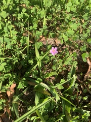 Oxalis caprina, photograph (c) Dave Richardson, some rights reserved (CC BY)
