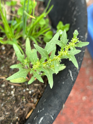 Blitum nuttallianum, photograph 6
