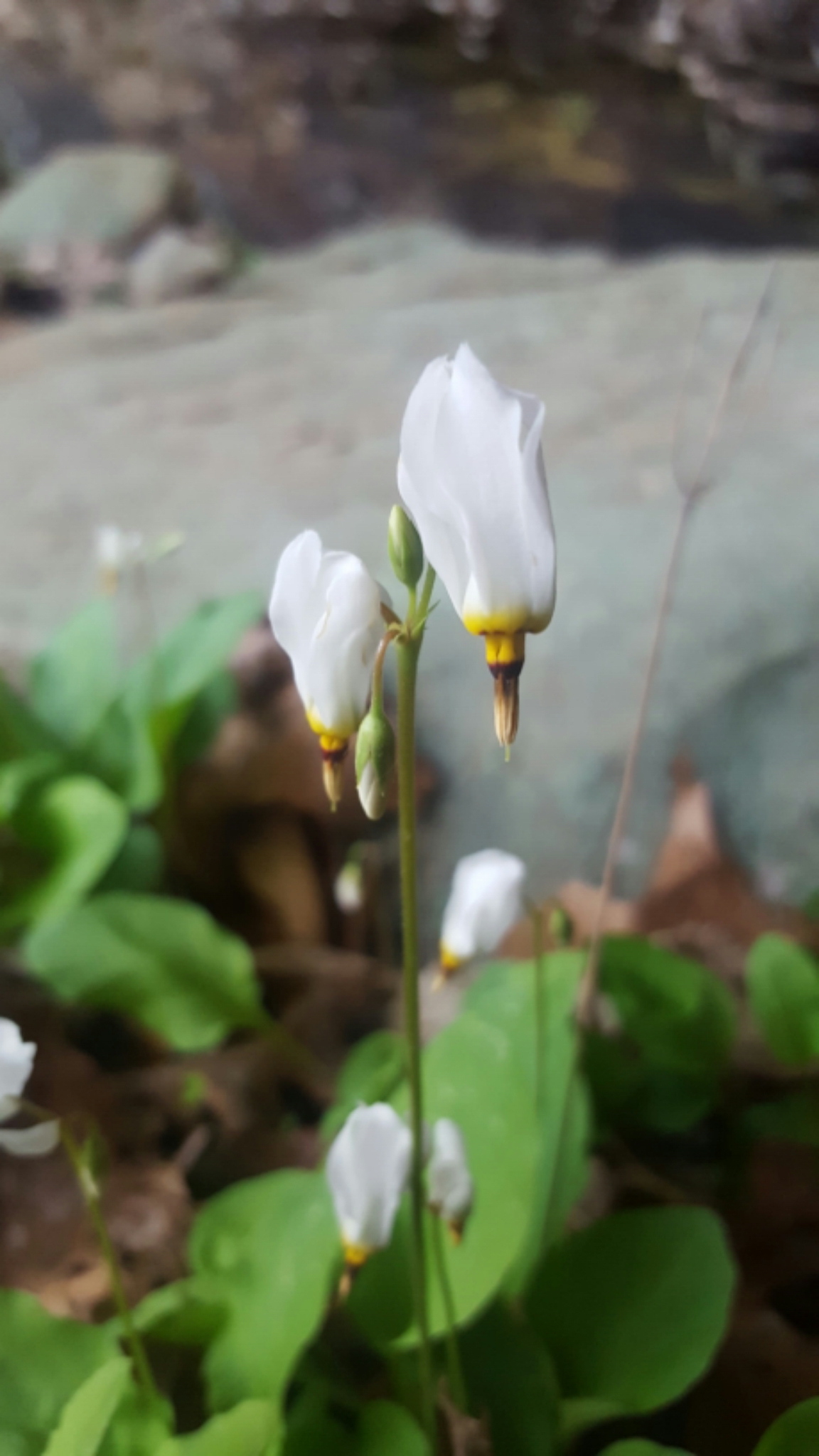 Primula frenchii