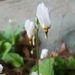 Primula frenchii - Photo (c) knlongm87, algunos derechos reservados (CC BY-NC), subido por knlongm87
