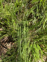 Piptochaetium avenaceum