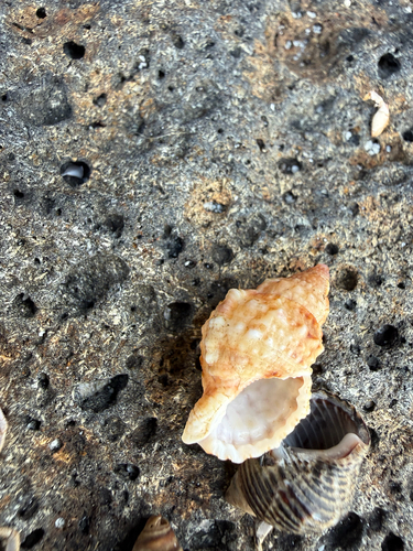 Bursa granularis observed 2026-07-13