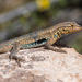 Common Side-blotched Lizard - Photo (c) David Kaposi, some rights reserved (CC BY-NC), uploaded by David Kaposi