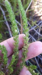 Cliffortia subsetacea