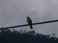 Myiozetetes cayanensis