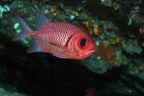 Myripristis hexagona observed 2026-07-12