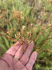 Polytaenia texana, photograph (c) Sam Kieschnick, some rights reserved (CC BY)