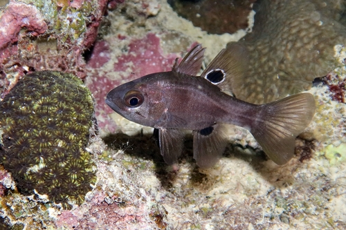Apogonichthyoides melas observed 2026-07-12