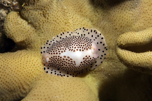 Calpurnus verrucosus observed 2026-07-12