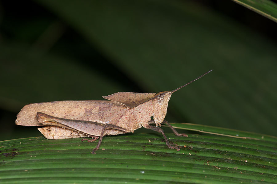 Colpolopha