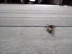 Pompiloidea