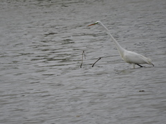 Ardea alba