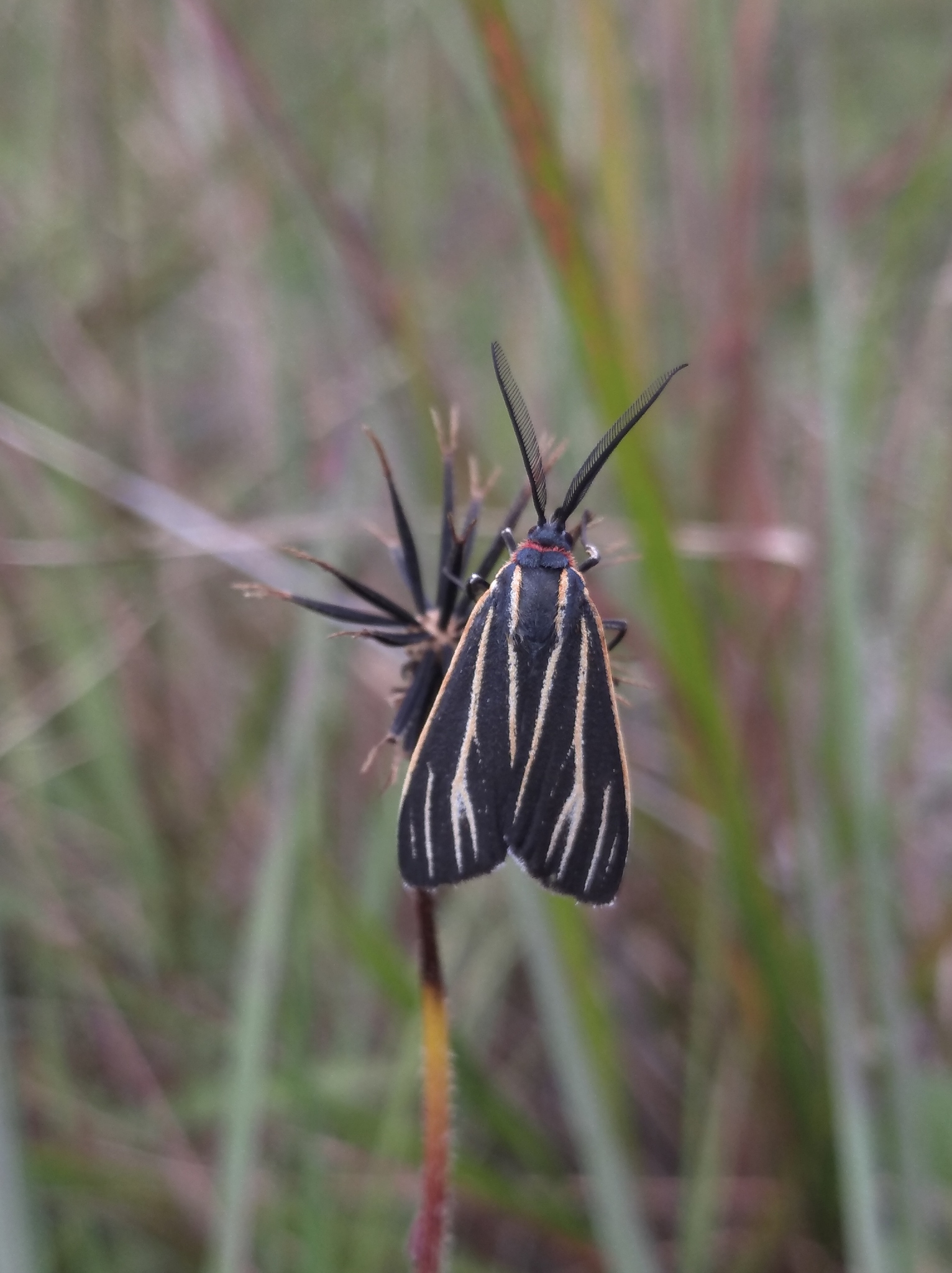 Ctenucha image