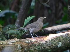 Turdus maculirostris