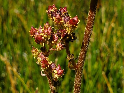 iNaturalist observation photo of Oregon Saxifrage