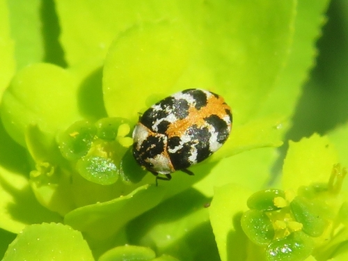 Common Carpet Beetle