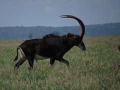 Hippotragus niger niger