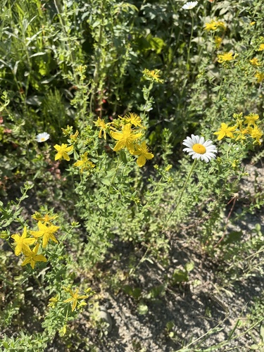 Common St. John's Wort