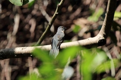 Cacomantis variolosus