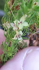 Cliffortia subsetacea