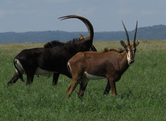 Hippotragus niger niger